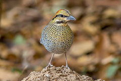 Blue Pitta