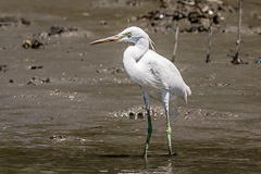 Chinese Egret