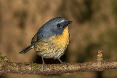 Snowy-browed Flycatcher