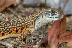 Common Butterfly Lizard