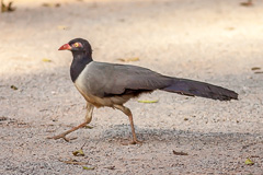 Coral-billed Ground Cuckoo