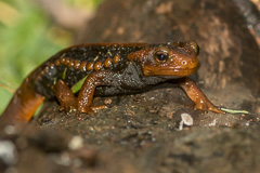 Himalayan Newt