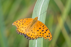 Indian Fritillary