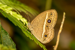 Chinese Bushbrown