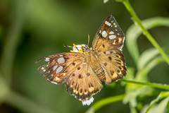 Tricolour Pied Flat