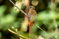 Orange-bresated Trogon