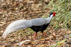 Silver Pheasant