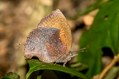 Common Falcate Oakblue