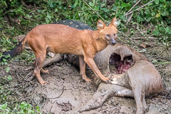 Dhole