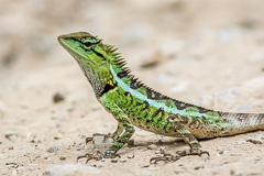 Forest Crested Lizard