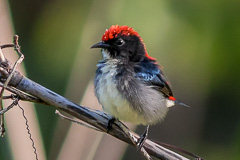 Scarlet-backed Flowerpecker