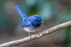 Hainan Blue Flycatcher