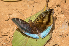 White-edged Blue Baron