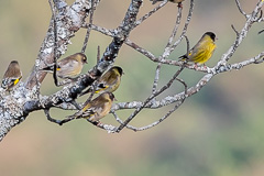 Black-headed Greenfinch