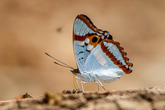 Indian Purple Emperor