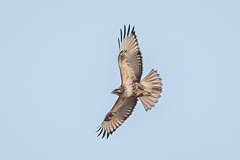 Common Buzzard