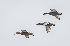 Falcated Duck