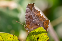 Golden Comma