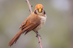 Spot-breasted Parrotbill