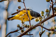 Yellow-bellied Flowerpecker