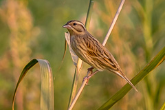 Yellow-breasted Bunting