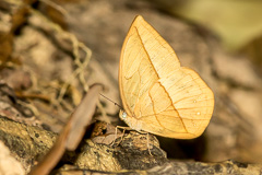 White Dryad