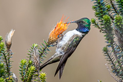 Blue-throated Hillstar