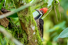 Guayaquil Woodpecker