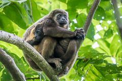 Mantled Howler Monkey