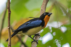 Orange-throated Tanager