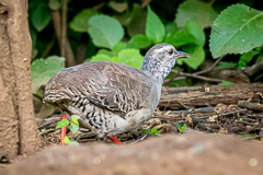 Pale-browed Tinamou