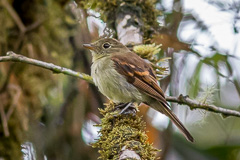 Roraiman Flycatcher