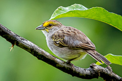 Orange-throated Tanager