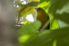 Yellow-green Tanager