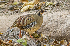 Bar-backed Partridge