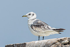 Black-legged Kittiwake