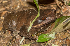 Fea's Horned Frog