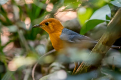 Orange-headed Thrush