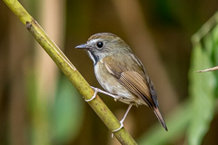 White-gorgeted Flycatcher