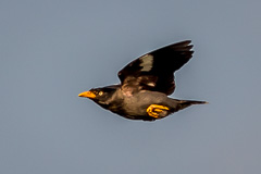 Javan Myna