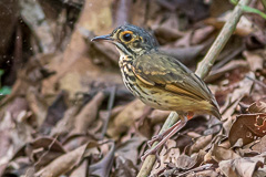 Alta Floresta Antpitta