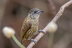 Bar-breasted Piculet