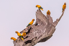 Golden Parakeet