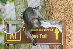 Dusky Langur