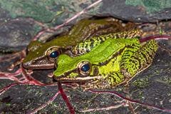 Hose's Rock Frog