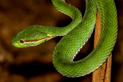 Lanna Pit Viper