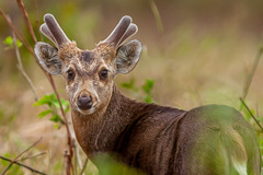 Indian Hog Deer