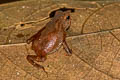 South American Common Toad Rhinella margaritifera