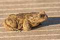 Asiatic Toad Bufo gargarizans