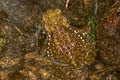 Black-spined Toad Duttaphrynus melanostictus